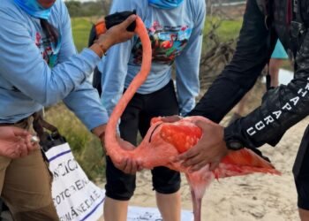 Conservación toma vuelo en la Península; 147 flamencos entran a monitoreo