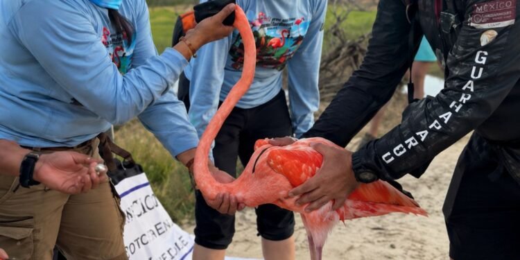 Conservación toma vuelo en la Península; 147 flamencos entran a monitoreo