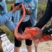 Conservación toma vuelo en la Península; 147 flamencos entran a monitoreo