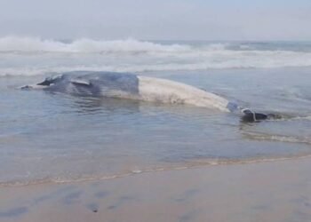 ¡Triste hallazgo! Ballena de 12 metros aparece sin vida en Tijuana