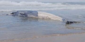 ¡Triste hallazgo! Ballena de 12 metros aparece sin vida en Tijuana