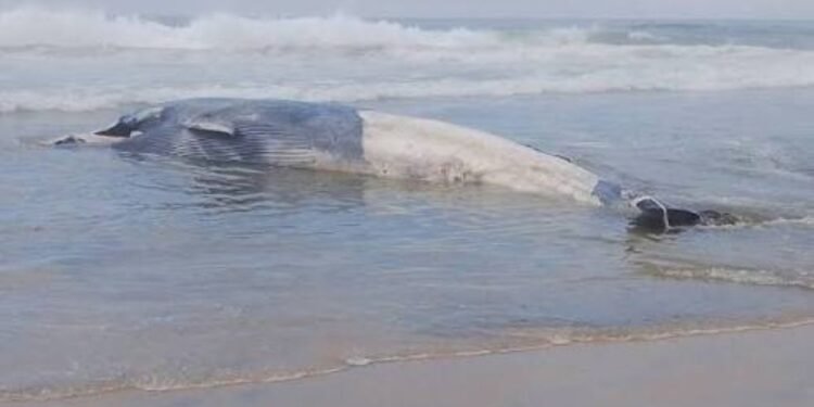 ¡Triste hallazgo! Ballena de 12 metros aparece sin vida en Tijuana