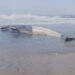 ¡Triste hallazgo! Ballena de 12 metros aparece sin vida en Tijuana