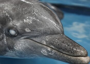 Profepa reconoce ahora el estado crítico de tres delfines rescatados. Este es su diagnóstico