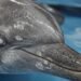 Profepa reconoce ahora el estado crítico de tres delfines rescatados. Este es su diagnóstico