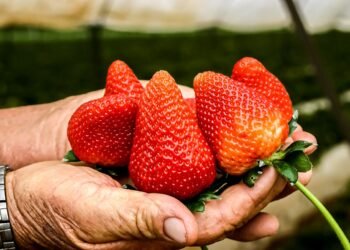 Fresa con sabor a pleito comercial: México cuestiona decisión de Estados Unidos