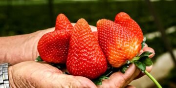 Fresa con sabor a pleito comercial: México cuestiona decisión de Estados Unidos
