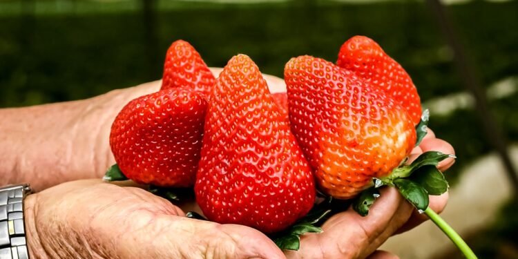 Fresa con sabor a pleito comercial: México cuestiona decisión de Estados Unidos
