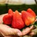 Fresa con sabor a pleito comercial: México cuestiona decisión de Estados Unidos