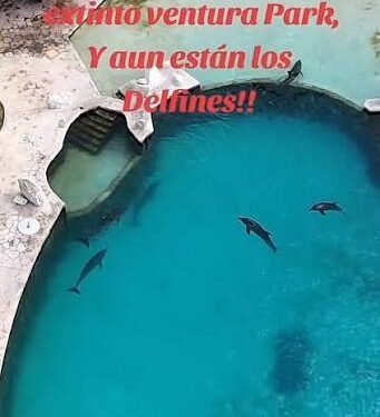 ¿Cuál será el destino de los delfines de Ventura Park? Esto respondió Profepa