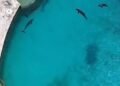 ¿Cuál será el destino de los delfines de Ventura Park? Esto respondió Profepa
