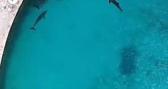 ¿Cuál será el destino de los delfines de Ventura Park? Esto respondió Profepa