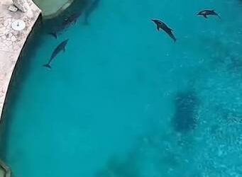 ¿Cuál será el destino de los delfines de Ventura Park? Esto respondió Profepa