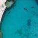 ¿Cuál será el destino de los delfines de Ventura Park? Esto respondió Profepa