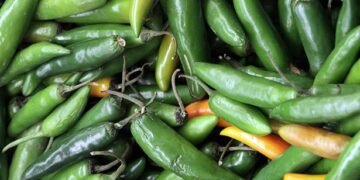 Alerta por jalapeños pone a prueba los controles sanitarios: inician inspección en Nuevo León