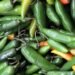 Alerta por jalapeños pone a prueba los controles sanitarios: inician inspección en Nuevo León