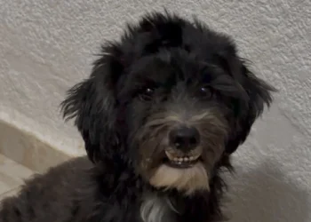 Joven denuncia amenazas tras rescatar a un perro en Chetumal