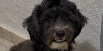 Joven denuncia amenazas tras rescatar a un perro en Chetumal