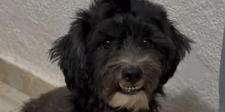 Joven denuncia amenazas tras rescatar a un perro en Chetumal