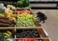 ¡Jimothy causa sensación! Un pequeño mapache inspira miles de dólares en donaciones contra el hambre