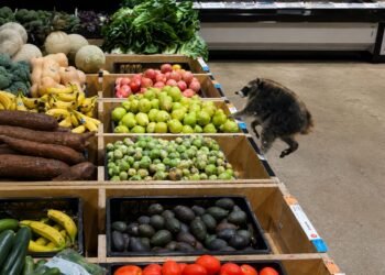 ¡Jimothy causa sensación! Un pequeño mapache inspira miles de dólares en donaciones contra el hambre