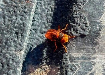 México acelera acciones contra el gusano barrenador; liberan 40.4 millones de moscas estériles