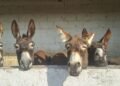 ¡Se buscan padrinos de orejas largas! Así puedes ayudar a un burro en Burrolandia