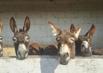 ¡Se buscan padrinos de orejas largas! Así puedes ayudar a un burro en Burrolandia
