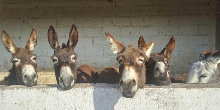 ¡Se buscan padrinos de orejas largas! Así puedes ayudar a un burro en Burrolandia