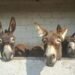¡Se buscan padrinos de orejas largas! Así puedes ayudar a un burro en Burrolandia