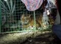Tras 37 horas y vigilancia con drones, capturan a tigre que rondaba comunidades en Jalisco