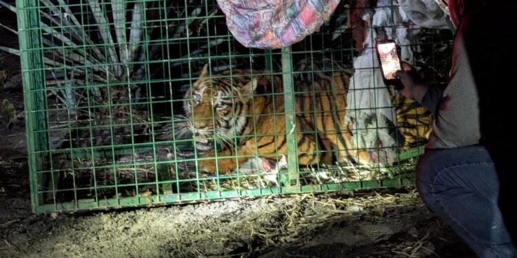 Tras 37 horas y vigilancia con drones, capturan a tigre que rondaba comunidades en Jalisco