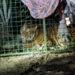 Tras 37 horas y vigilancia con drones, capturan a tigre que rondaba comunidades en Jalisco