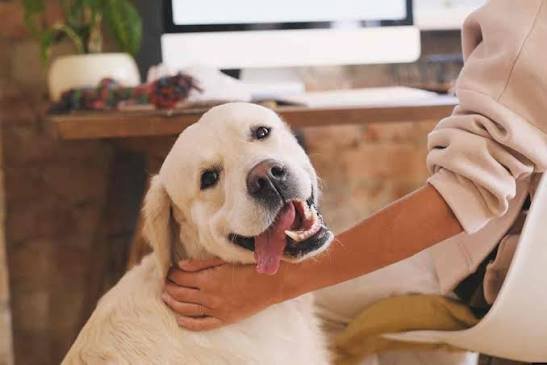 ¿Tienes animales de compañía en casa? La nueva ley propone reglas para protegerlos, conócelas