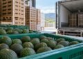 Desde octubre exigirán certificado laboral para exportar aguacate