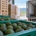 Desde octubre exigirán certificado laboral para exportar aguacate