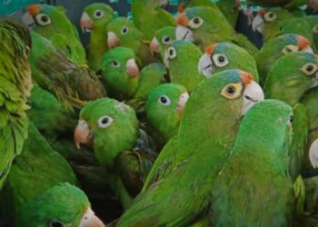 Así operan las rutas ocultas del tráfico de loros, pericos y guacamayas en México