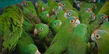 Así operan las rutas ocultas del tráfico de loros, pericos y guacamayas en México