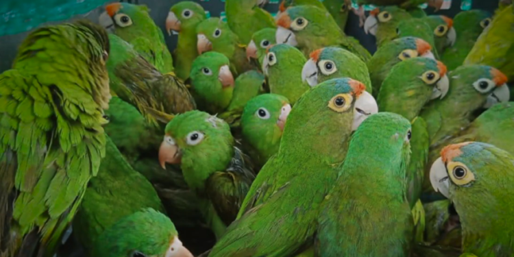 Así operan las rutas ocultas del tráfico de loros, pericos y guacamayas en México