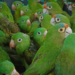 Así operan las rutas ocultas del tráfico de loros, pericos y guacamayas en México