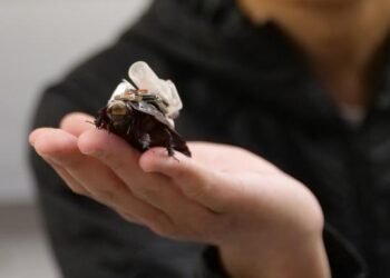 Desarrollan cucarachas cíborg para llevar asistencia médica a zonas inaccesibles