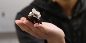 Desarrollan cucarachas cíborg para llevar asistencia médica a zonas inaccesibles