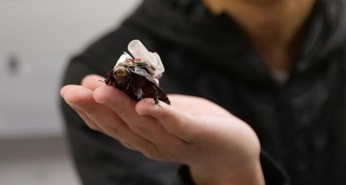 Desarrollan cucarachas cíborg para llevar asistencia médica a zonas inaccesibles