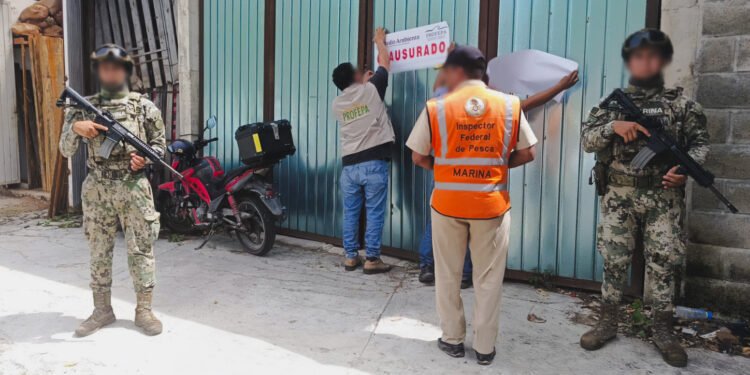 ¡Bajan la cortina! Clausuran maderería en Chetumal durante operativo forestal