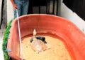 Profepa clausura parcialmente establecimiento en Chiapas y asegura tres reptiles