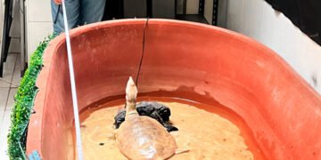 Profepa clausura parcialmente establecimiento en Chiapas y asegura tres reptiles