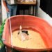 Profepa clausura parcialmente establecimiento en Chiapas y asegura tres reptiles