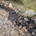 Más de 18 horas de emergencia: así controlaron derrame de ácido sulfúrico en Sonora