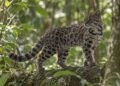 Lo trataron como un gato común y terminó siendo una nueva especie para la ciencia