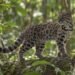 Lo trataron como un gato común y terminó siendo una nueva especie para la ciencia